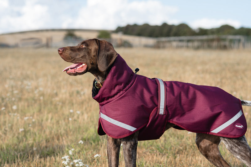 Luxe Waterproof Dog Coat 250g — Premium Padded Winter Jacket