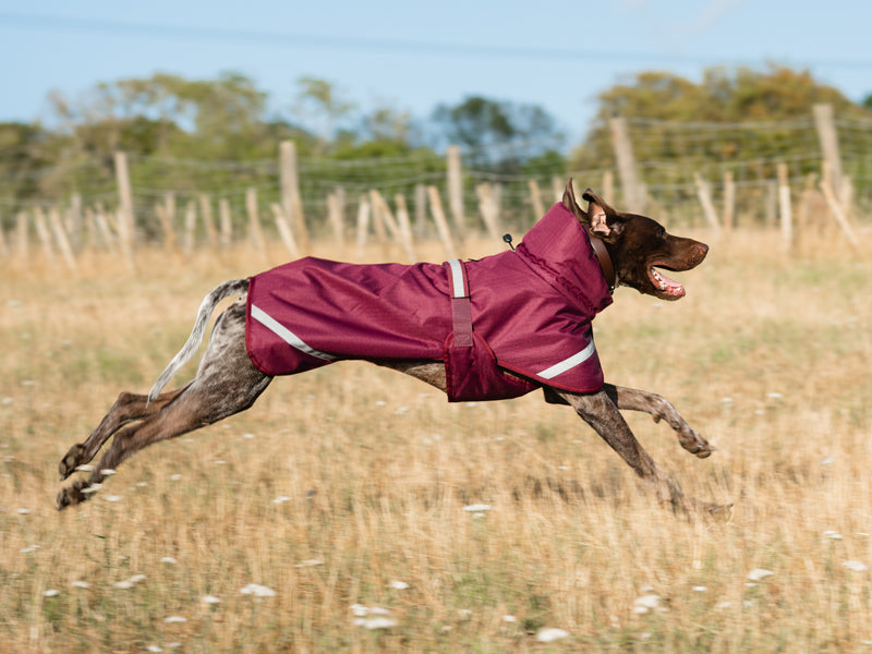Luxe Waterproof Dog Coat 250g — Premium Padded Winter Jacket