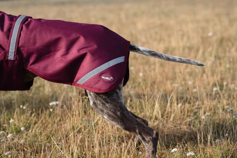 Luxe Waterproof Dog Coat 250g — Premium Padded Winter Jacket